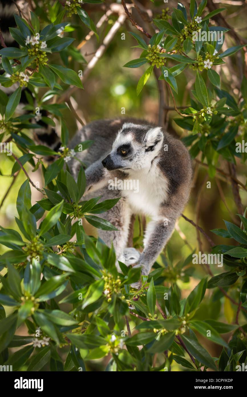 RingschwanzLemur (Lemur catta) sitzt auf einem grünen Baum, umgeben von Blättern. Der Primat in einer natürlichen Umgebung im Zoologischen Garten. Stockfoto