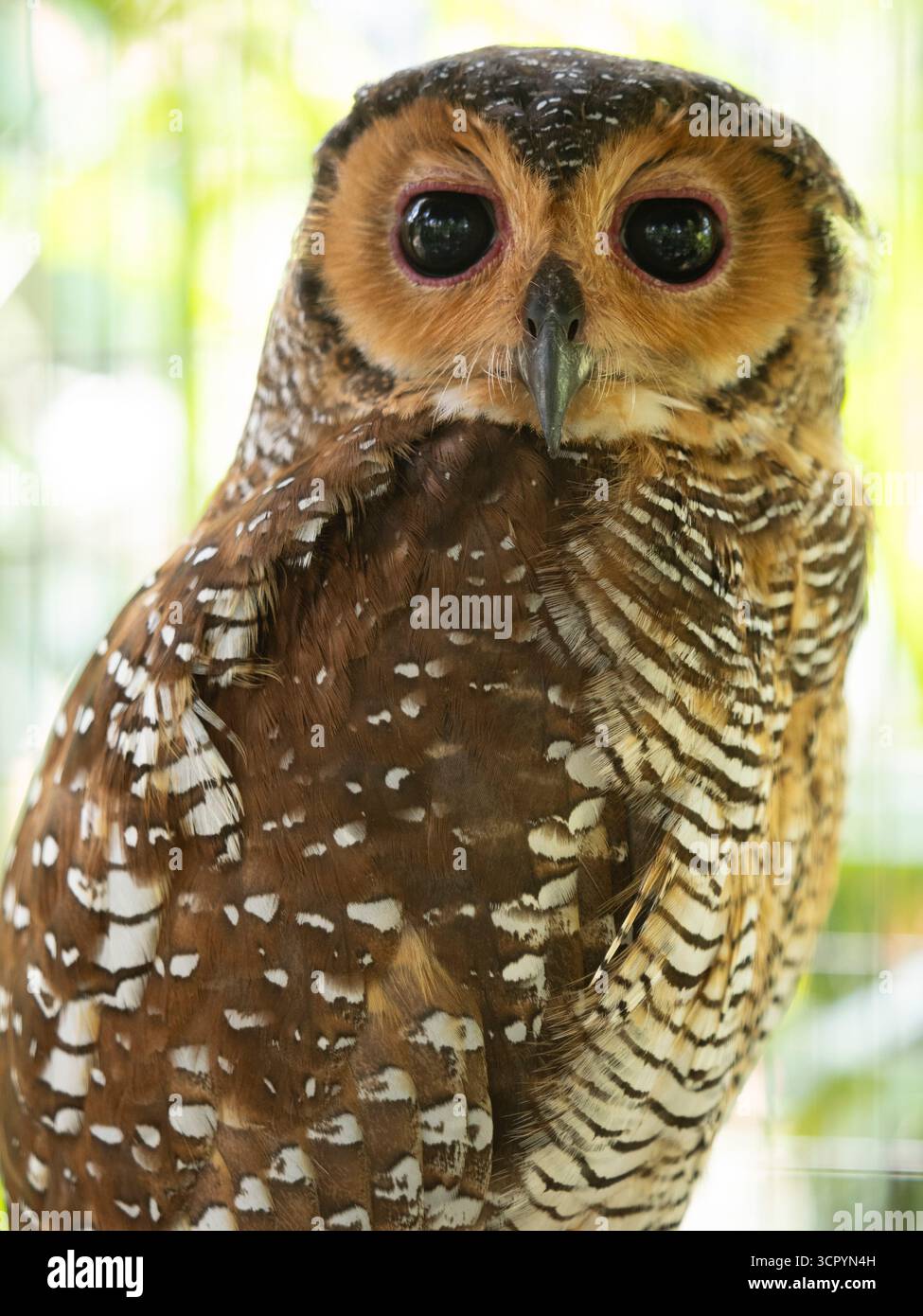 Gefleckte Holzeule (Strix Seloputo) Bali, Indonesien, in Gefangenschaft Stockfoto