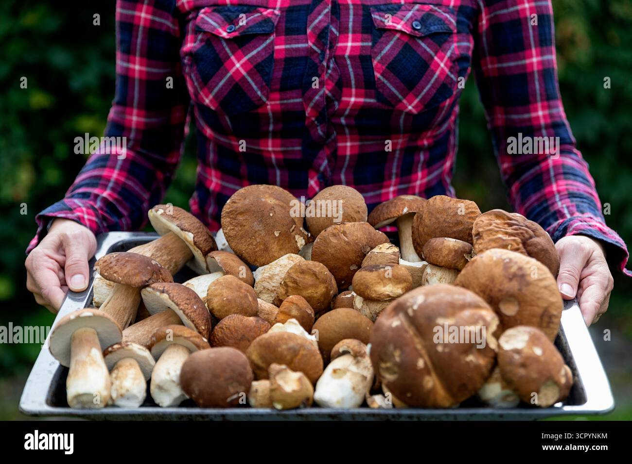 Nahaufnahme einer Frau in kariertem Hemd, die Tablett mit frisch gepflückten rohen Pilzen auf grünem Hintergrund hält Stockfoto