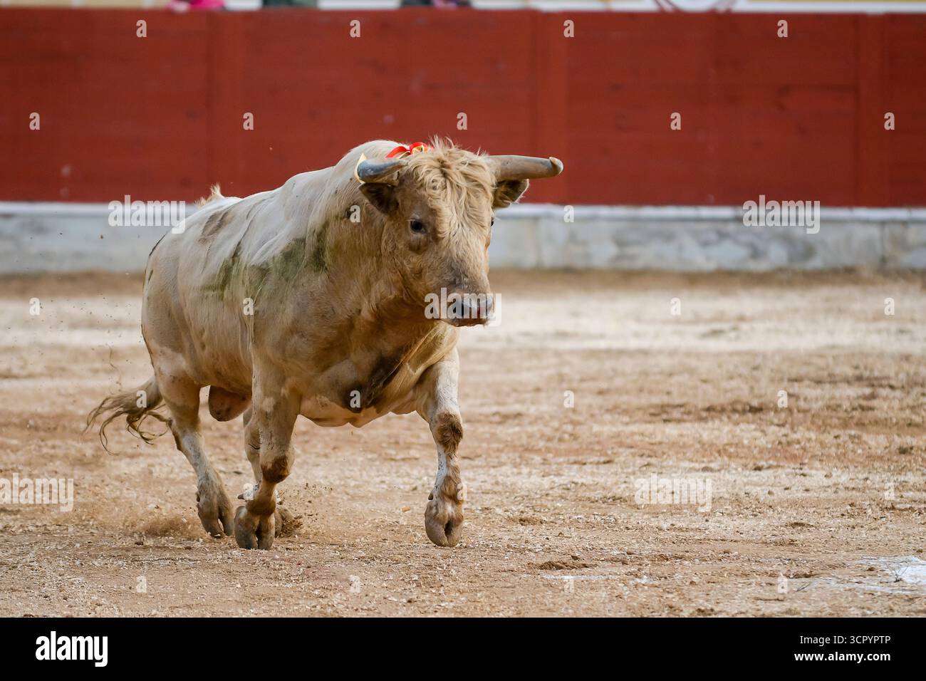 Während eines lokalen Festivals mit traditioneller Kultur und Festlichkeiten läuft ein Stier in einer staubigen Arena energisch. Stockfoto