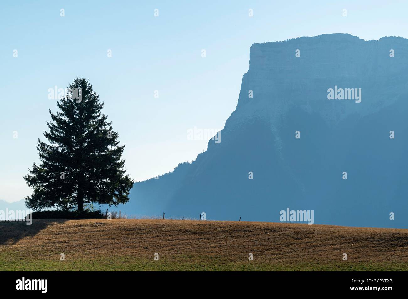 Conifer und Mont Granier, Chartreuse, Frankreich Stockfoto