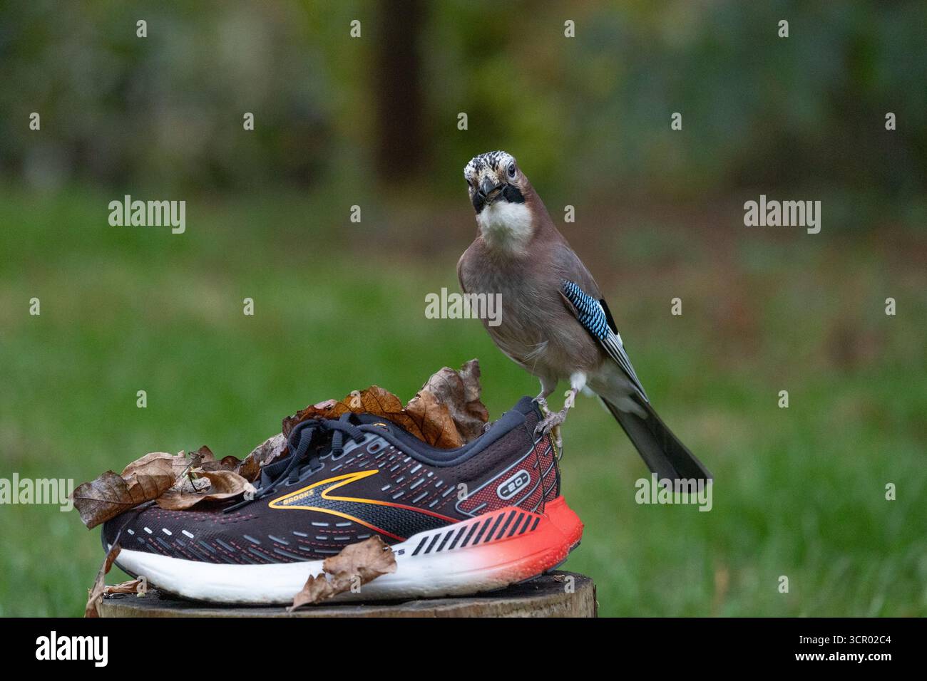 Interaktion mit Tieren Stockfoto