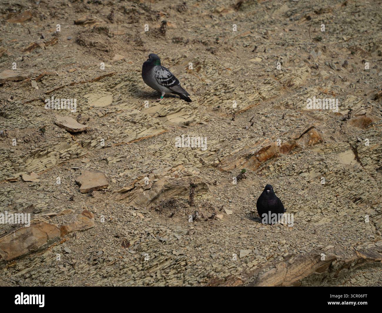 Zwei Steintauben sitzen auf einem Stein, Wildvogel in der Natur. Stockfoto