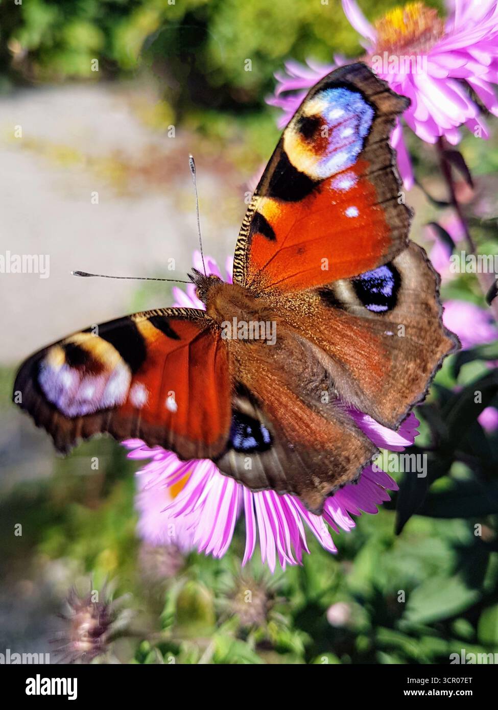 Detaillierte Nahaufnahme eines wunderschönen Pfauenfalters, der auf einer rosa Herbstasterblume im hellen, klaren Sonnenlicht sitzt. Stockfoto