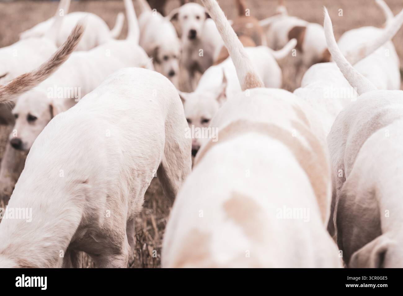 Alte Traktoren und Bauern beim Pflügen in West Sussex in den South Downs. Stockfoto