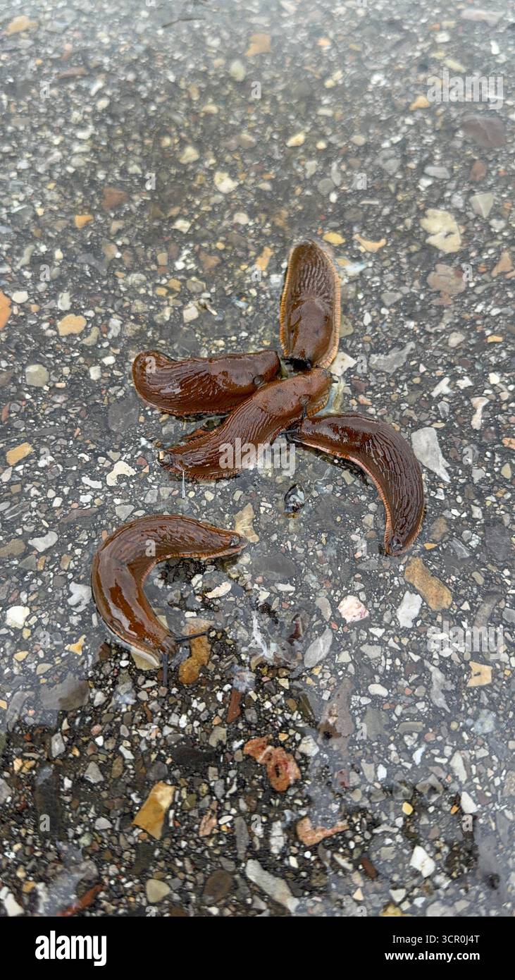 Natures Slime Eine faszinierende Nahaufnahme von Schnecken auf nassem Boden und ihrer Umgebung Stockfoto