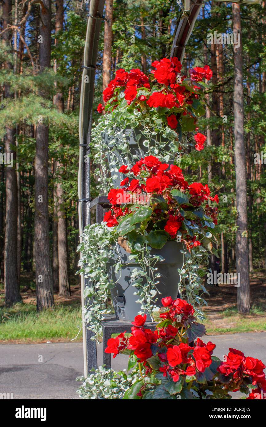 Verwendung tuberöser Begonien in der Landschaftsgestaltung. Begonien mit großen roten Blumen und hängenden Dichondra zieren einen Bogen im Park. Landschaftsdesign. Stockfoto
