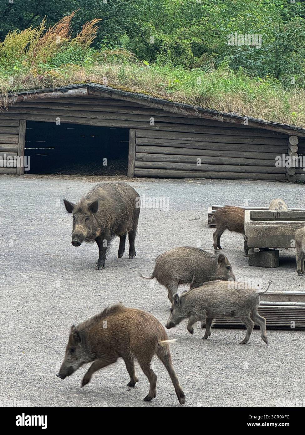 Wildschweine mit Ferkeln in der Nähe von Holzunterkünften in natürlicher Wildtierwelt Stockfoto
