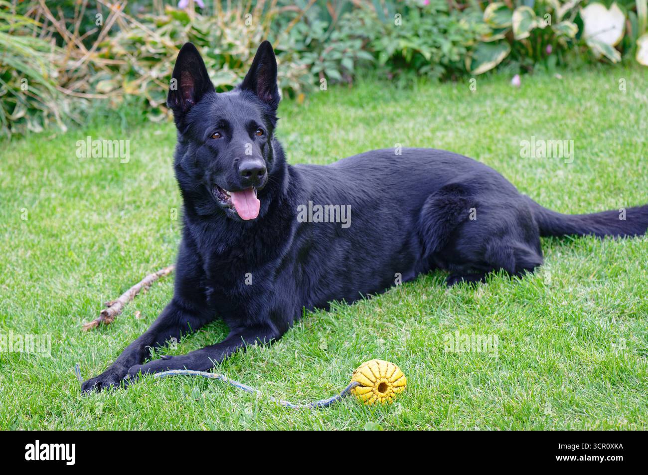 Schwarzer deutscher Schäferhund auf grünem Grasfeld Stockfoto