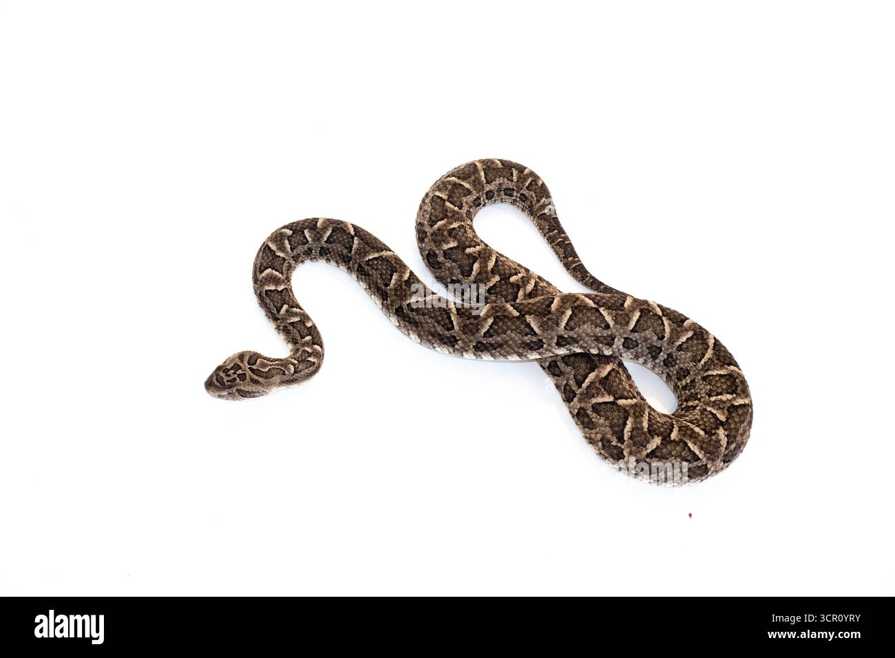 Bocuda Viper Schlange Silhouette auf PNG, kein Hintergrund, isoliert auf weißem Hintergrund. (Bothrops diporus) Stockfoto
