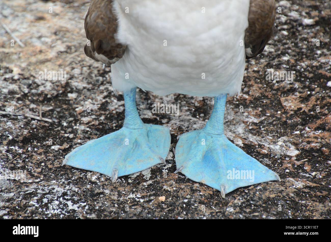 Nahaufnahme der hellblauen Füße eines Blaufüßlers (Sula nebouxii) auf Vulkangestein, Galápagos-Inseln, Ecuador. November. Stockfoto
