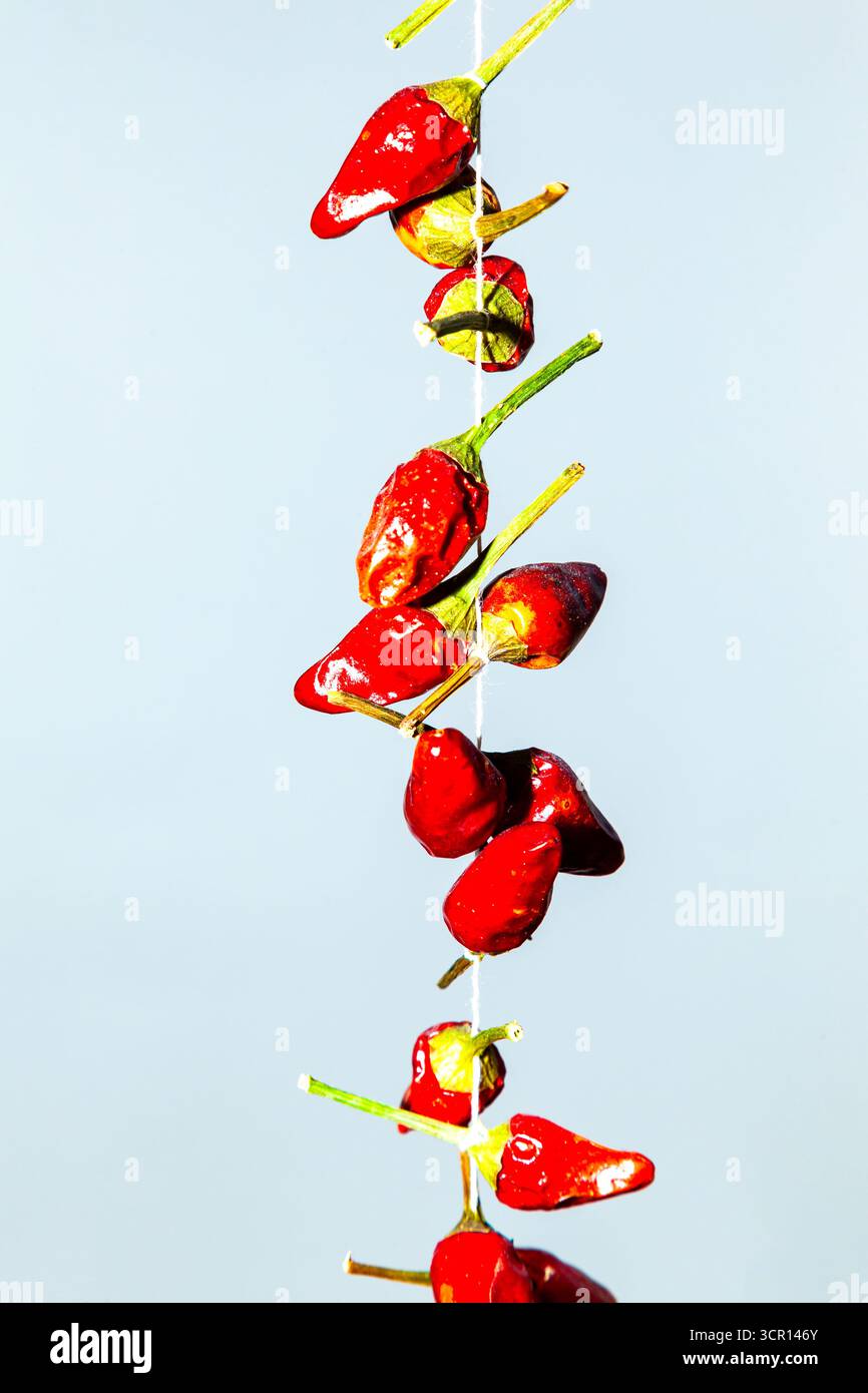 Scharfe getrocknete rote Paprika, auf weißem Hintergrund. Stockfoto