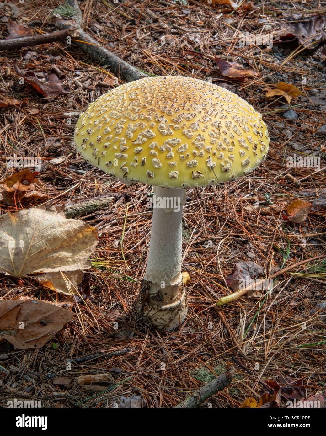Giftiger Amanita Muscaria Pilz in Hartley Wildlife Management Area, Rochester, Massachusetts Stockfoto