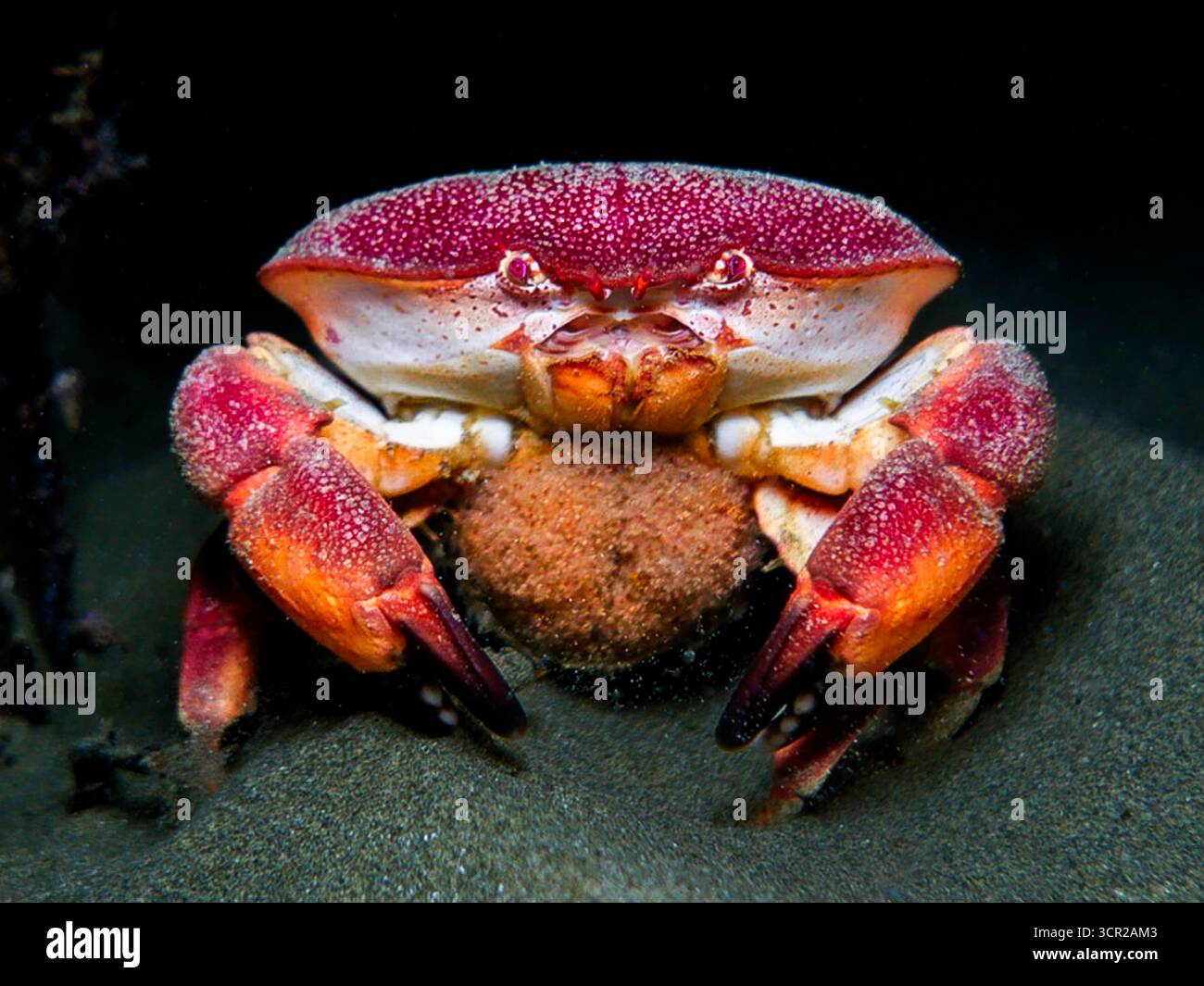 Pancake-Krabbe aus Zypern Stockfoto