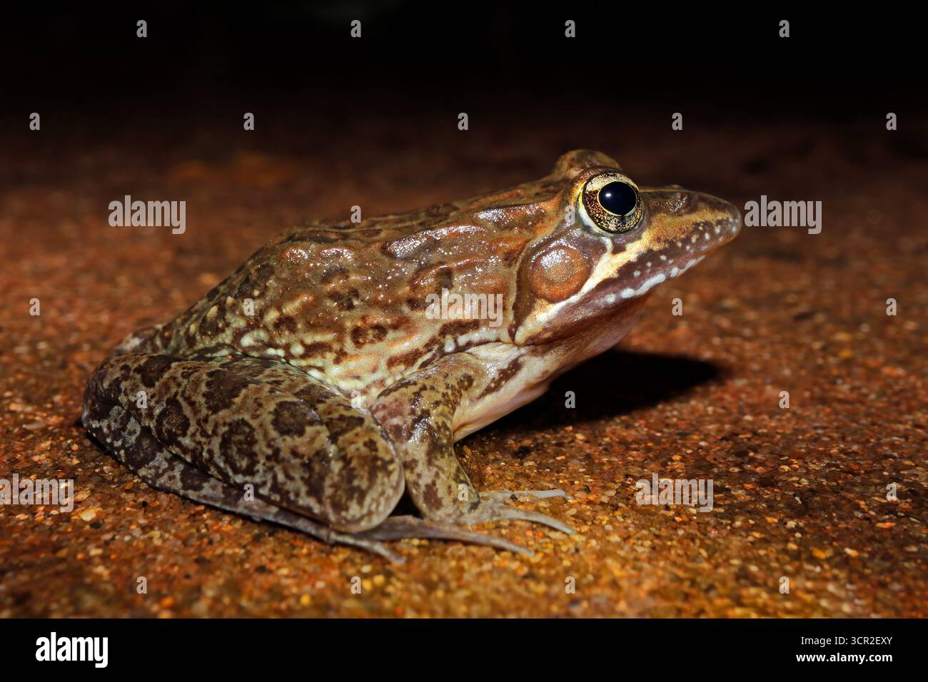 Ein gewöhnlicher oder angolanischer Flussfrosch (Amietia angolensis), der in einem natürlichen Lebensraum in Südafrika sitzt Stockfoto
