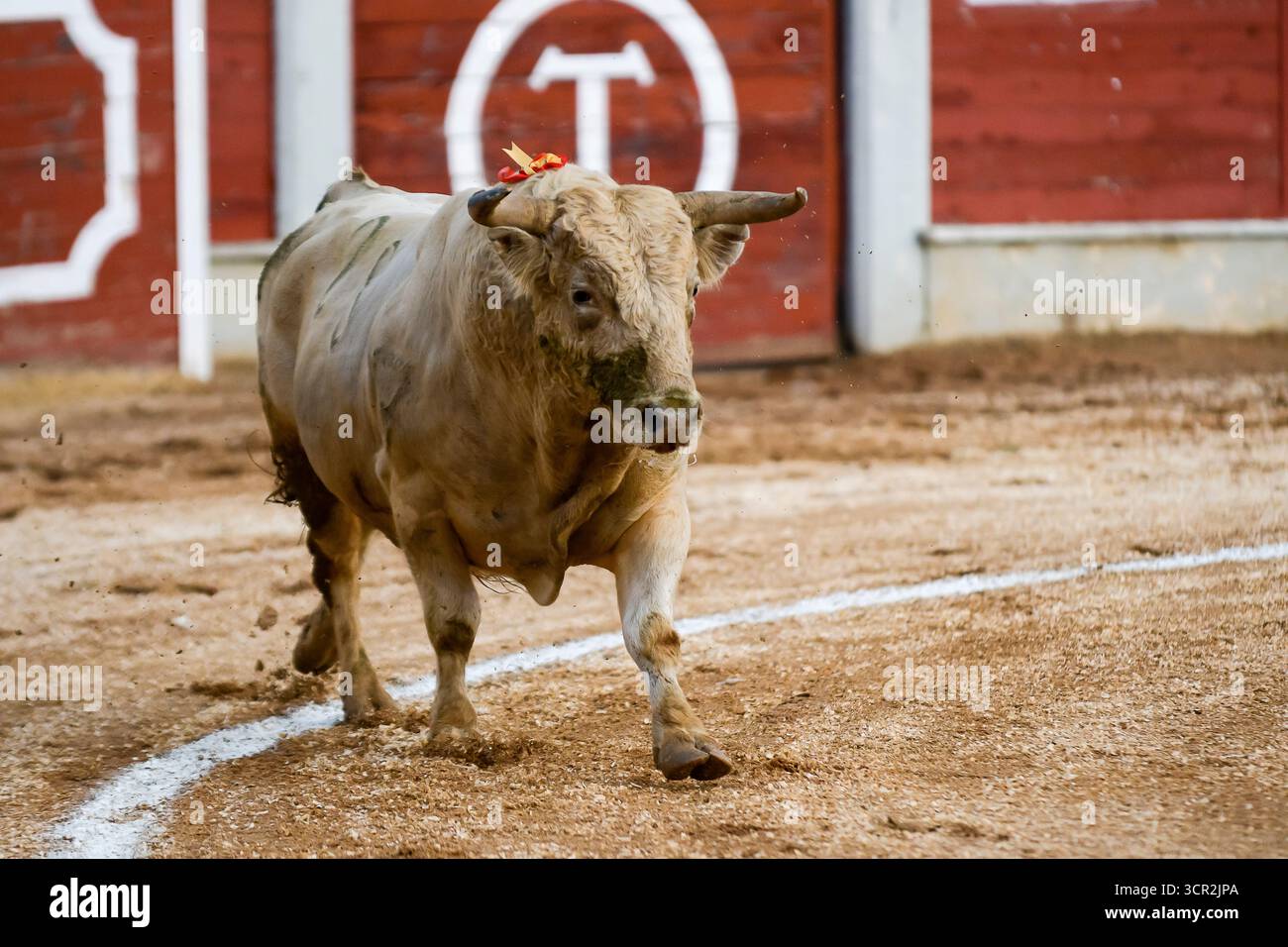 Ein starker Stier geht selbstbewusst um den Ring, umgeben von sandigem Boden und Holzbarrieren während einer lokalen Feier. Stockfoto