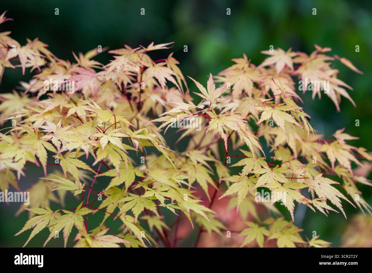 Acer palmatum 'Sangokaku' Coral Bark Maple Stockfoto