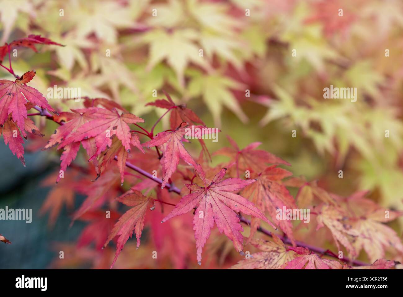 Acer palmatum 'Sangokaku' Coral Bark Maple Stockfoto