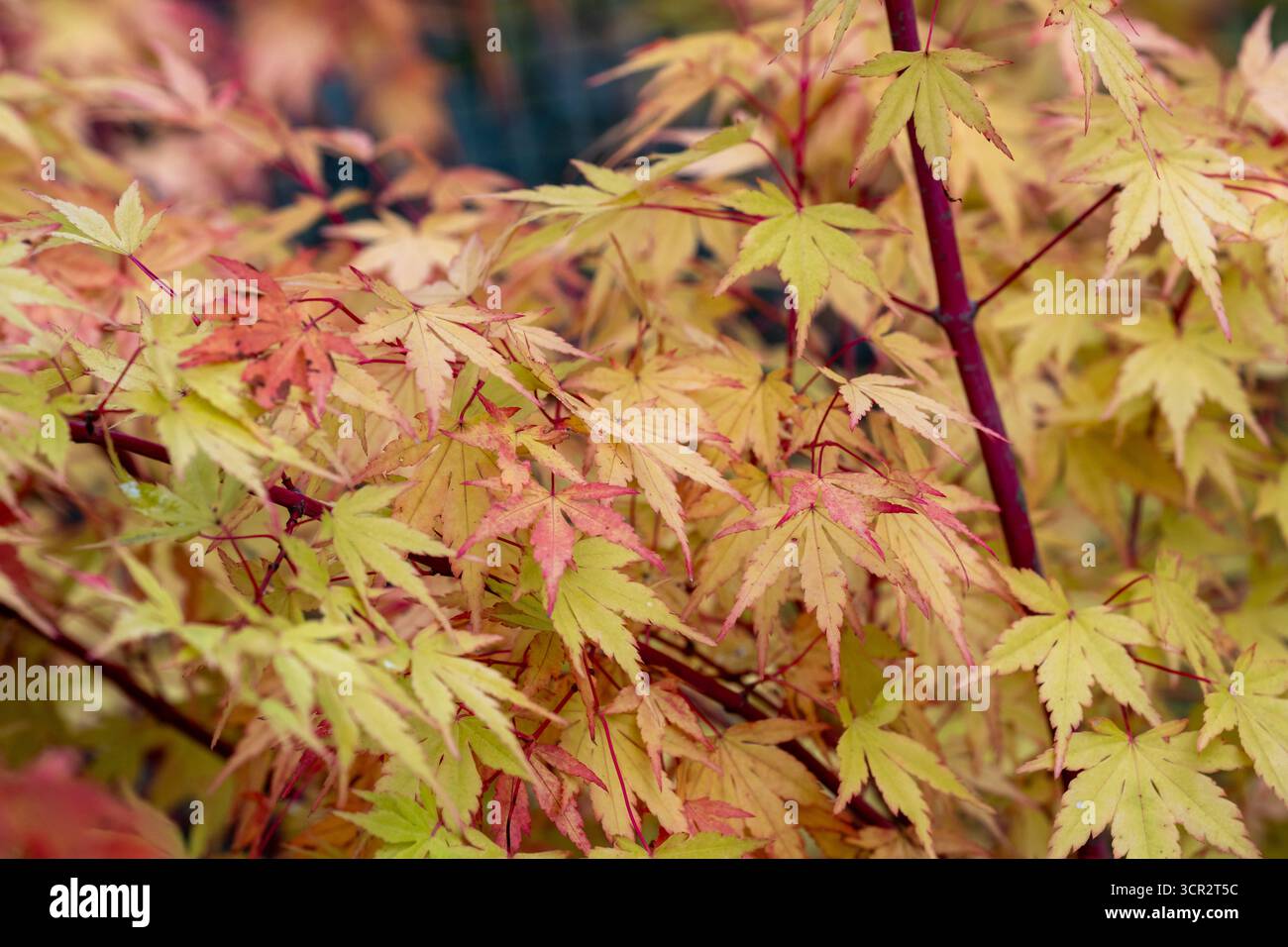 Acer palmatum 'Sangokaku' Coral Bark Maple Stockfoto