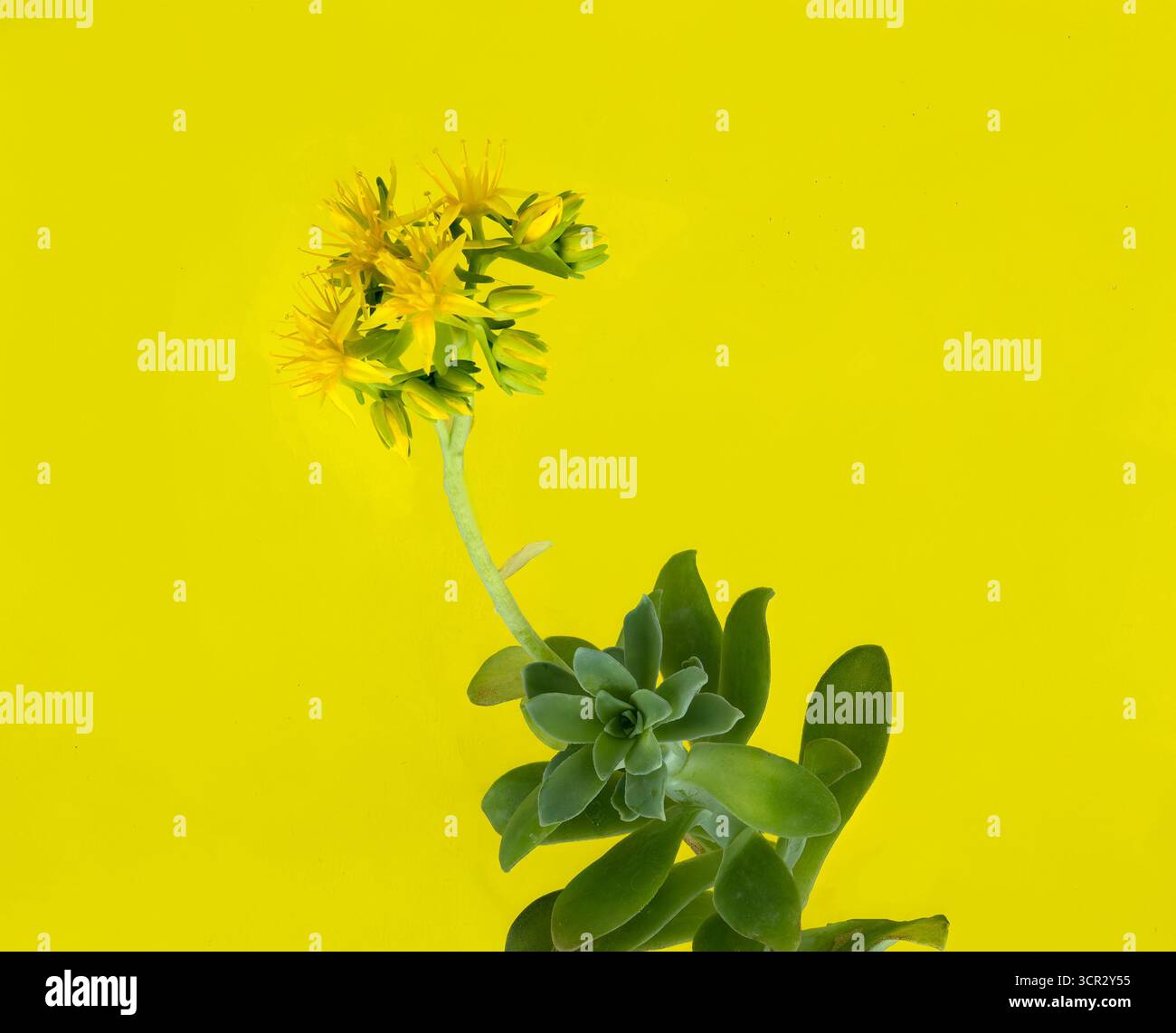 Sedum palmeri Sukkulent mit gelben Sternblüten auf hellgelbem Hintergrund Stockfoto