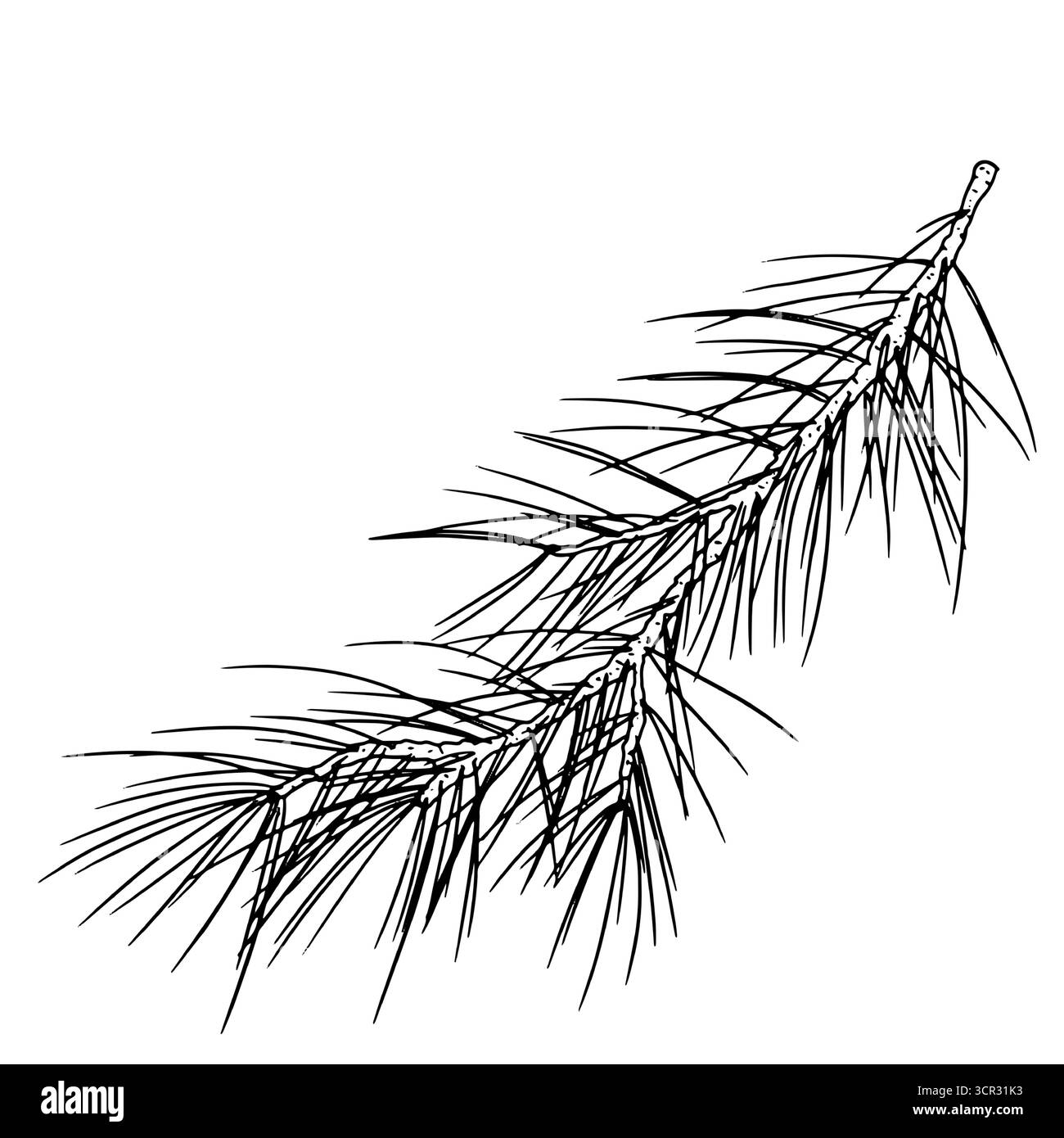 Tanne flauschiger Zweig, schwarz-weiße Skizze. Vektorabbildung. Ein Zweig einer Kiefer oder Tanne, isoliert auf weißem Hintergrund. Weihnachtsthema, neu Stock Vektor