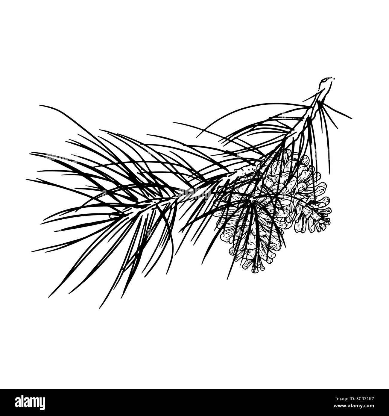 Flauschiger Kiefernzweig, Fichte und Kegel, Skizze. Vektorabbildung. Eine traditionelle Weihnachtsdekoration, isoliert auf weißem Hintergrund. Für Postkarren Stock Vektor