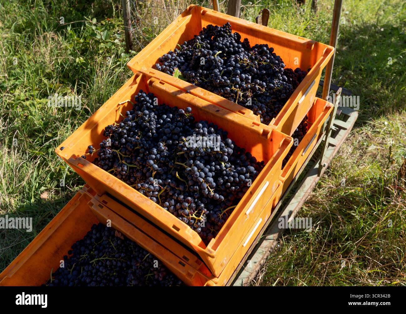 DEU , DEUTSCHLAND : Weinlese im Ahrtal bei Dernau , 19.09.2025 DEU , DEUTSCHLAND : Weinlese im Ahrtal bei Dernau , 19.09.2025 *** DEU , DEUTSCHLAND Weinlese im Ahrtal bei Dernau , 19 09 2025 DEU , DEUTSCHLAND Weinlese im Ahrtal bei Dernau , 19 09 2025 Stockfoto