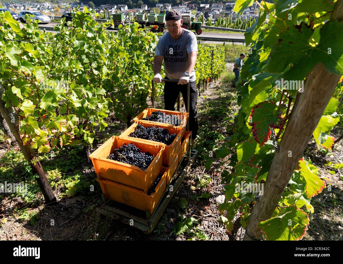 DEU , DEUTSCHLAND : Weinlese im Ahrtal bei Dernau , 19.09.2025 DEU , DEUTSCHLAND : Weinlese im Ahrtal bei Dernau , 19.09.2025 *** DEU , DEUTSCHLAND Weinlese im Ahrtal bei Dernau , 19 09 2025 DEU , DEUTSCHLAND Weinlese im Ahrtal bei Dernau , 19 09 2025 Stockfoto