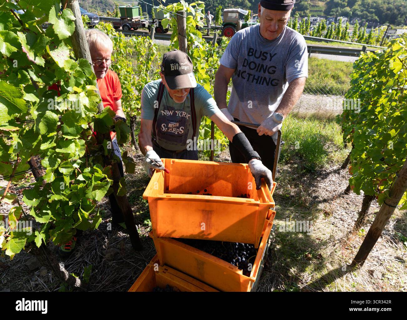 DEU , DEUTSCHLAND : Weinlese im Ahrtal bei Dernau , 19.09.2025 DEU , DEUTSCHLAND : Weinlese im Ahrtal bei Dernau , 19.09.2025 *** DEU , DEUTSCHLAND Weinlese im Ahrtal bei Dernau , 19 09 2025 DEU , DEUTSCHLAND Weinlese im Ahrtal bei Dernau , 19 09 2025 Stockfoto