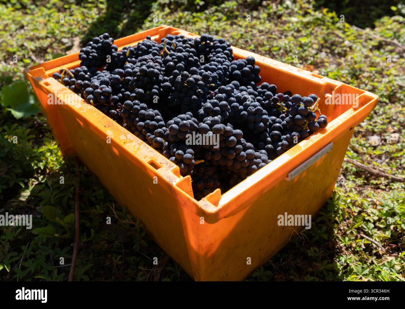 DEU , DEUTSCHLAND : Weinlese im Ahrtal bei Dernau , 19.09.2025 DEU , DEUTSCHLAND : Weinlese im Ahrtal bei Dernau , 19.09.2025 *** DEU , DEUTSCHLAND Weinlese im Ahrtal bei Dernau , 19 09 2025 DEU , DEUTSCHLAND Weinlese im Ahrtal bei Dernau , 19 09 2025 Stockfoto