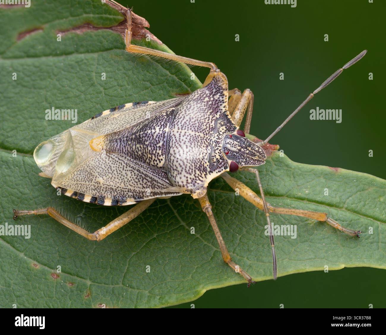 Teneraler Waldschildkäfer (Pentatoma rufipes) in Ruhe auf Blatt. Tipperary, Irland Stockfoto