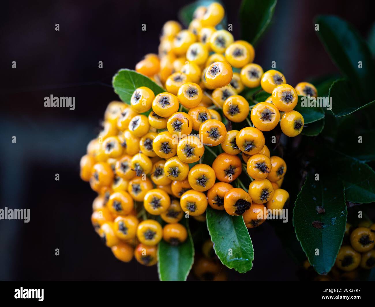 Eine Nahaufnahme der dichten Ansammlung von gelben Beeren auf Pyracantha „Saphyr Yellow“ Stockfoto