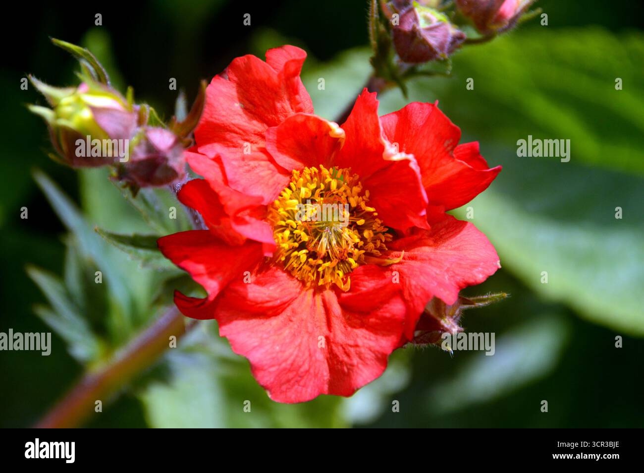 Single Orange/Red Geum „Scarlet Tempest“ (Avens) eine halbdoppelte Blume, die in den Borders im RHS Garden Harlow Carr, Harrogate, England, Großbritannien gezeigt wird. Stockfoto