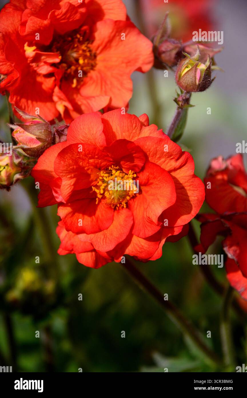 Ein Haufen Red Geum „Scarlet Tempest“ (Avens), eine halbgroße Doppelblume, die in den Borders im RHS Garden Harlow Carr, Harrogate, England, Großbritannien, ausgestellt wird. Stockfoto