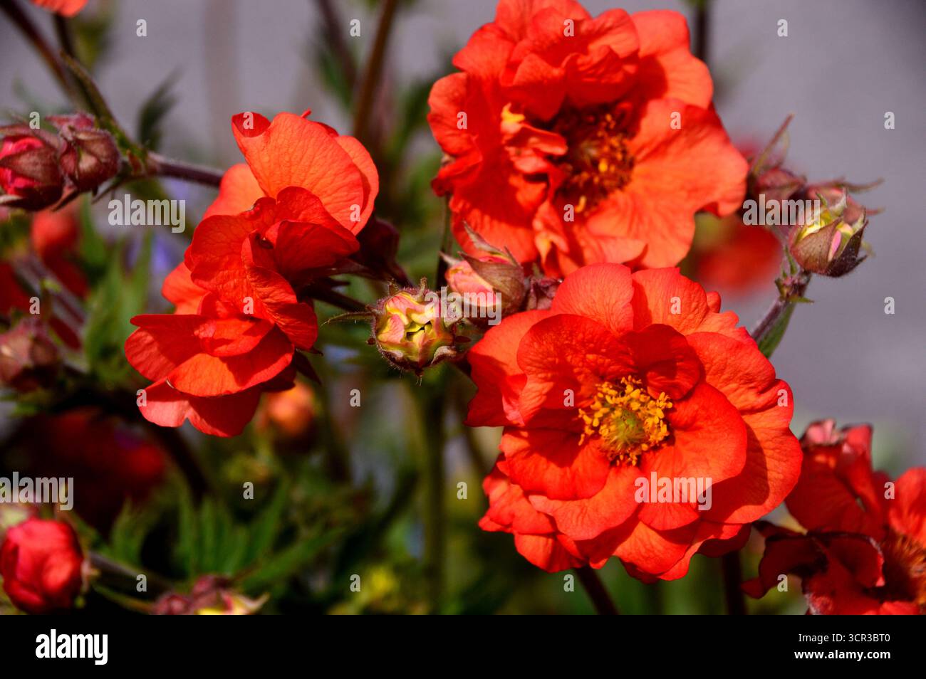 Ein Haufen Red Geum „Scarlet Tempest“ (Avens), eine halbgroße Doppelblume, die in den Borders im RHS Garden Harlow Carr, Harrogate, England, Großbritannien, ausgestellt wird. Stockfoto
