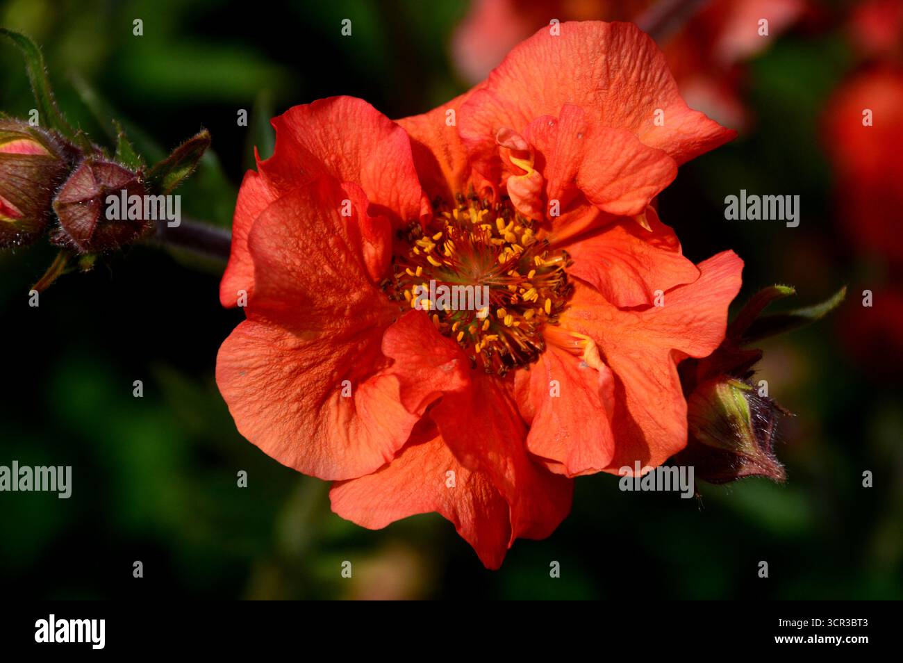 Single Orange/Red Geum „Scarlet Tempest“ (Avens) eine halbdoppelte Blume, die in den Borders im RHS Garden Harlow Carr, Harrogate, England, Großbritannien gezeigt wird. Stockfoto