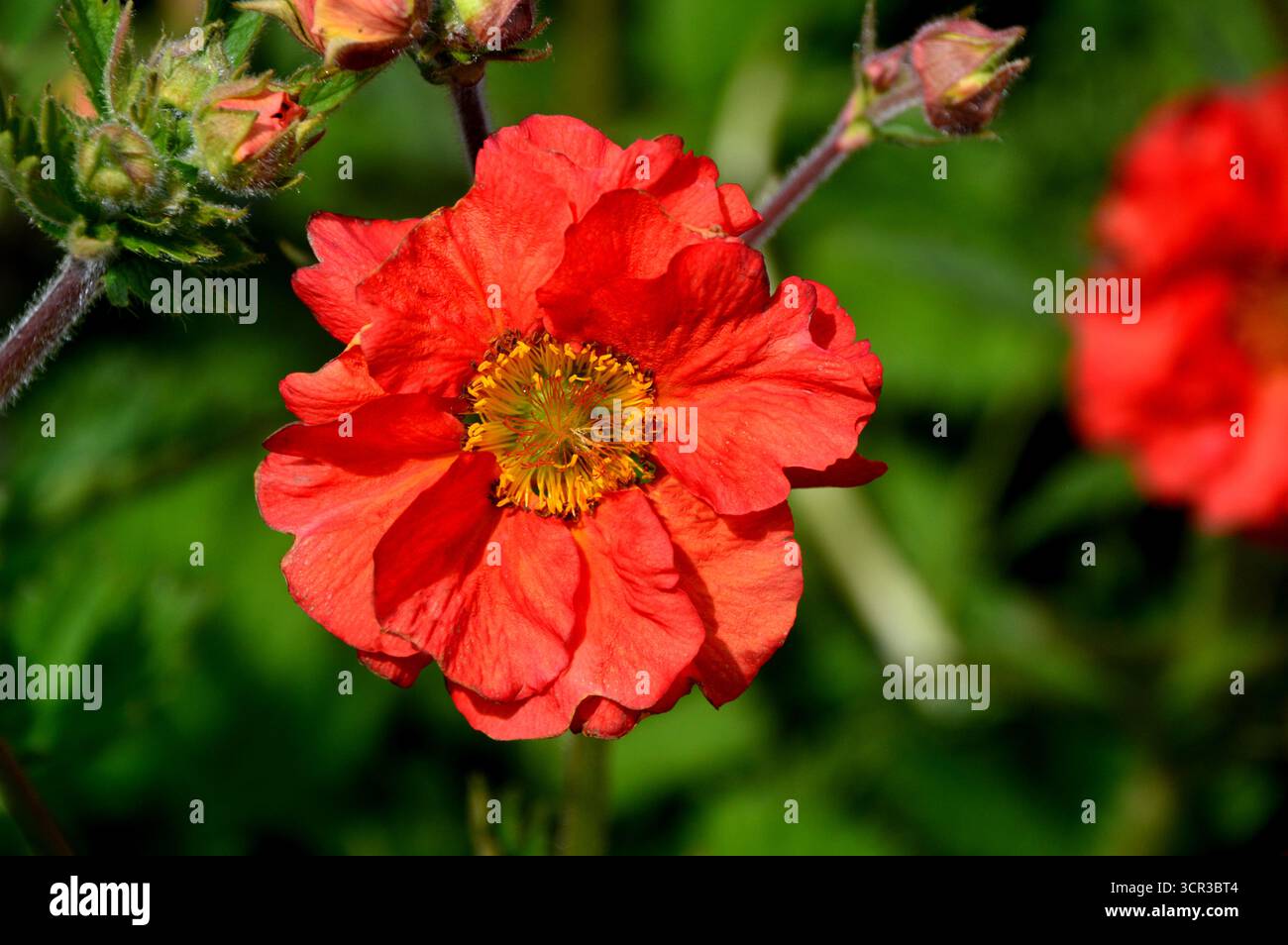 Single Orange/Red Geum „Scarlet Tempest“ (Avens) eine halbdoppelte Blume, die in den Borders im RHS Garden Harlow Carr, Harrogate, England, Großbritannien gezeigt wird. Stockfoto