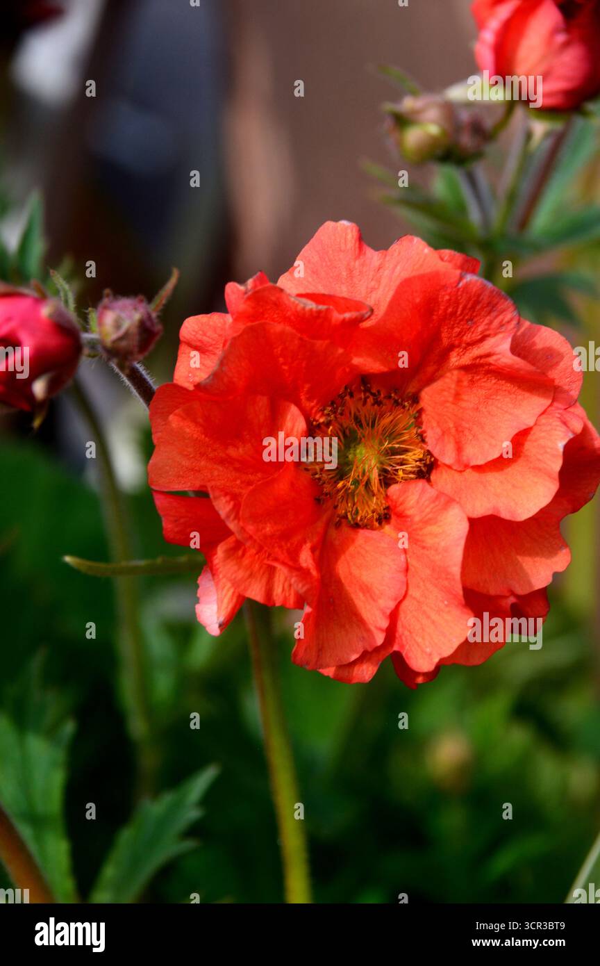Single Orange/Red Geum „Scarlet Tempest“ (Avens) eine halbdoppelte Blume, die in den Borders im RHS Garden Harlow Carr, Harrogate, England, Großbritannien gezeigt wird. Stockfoto