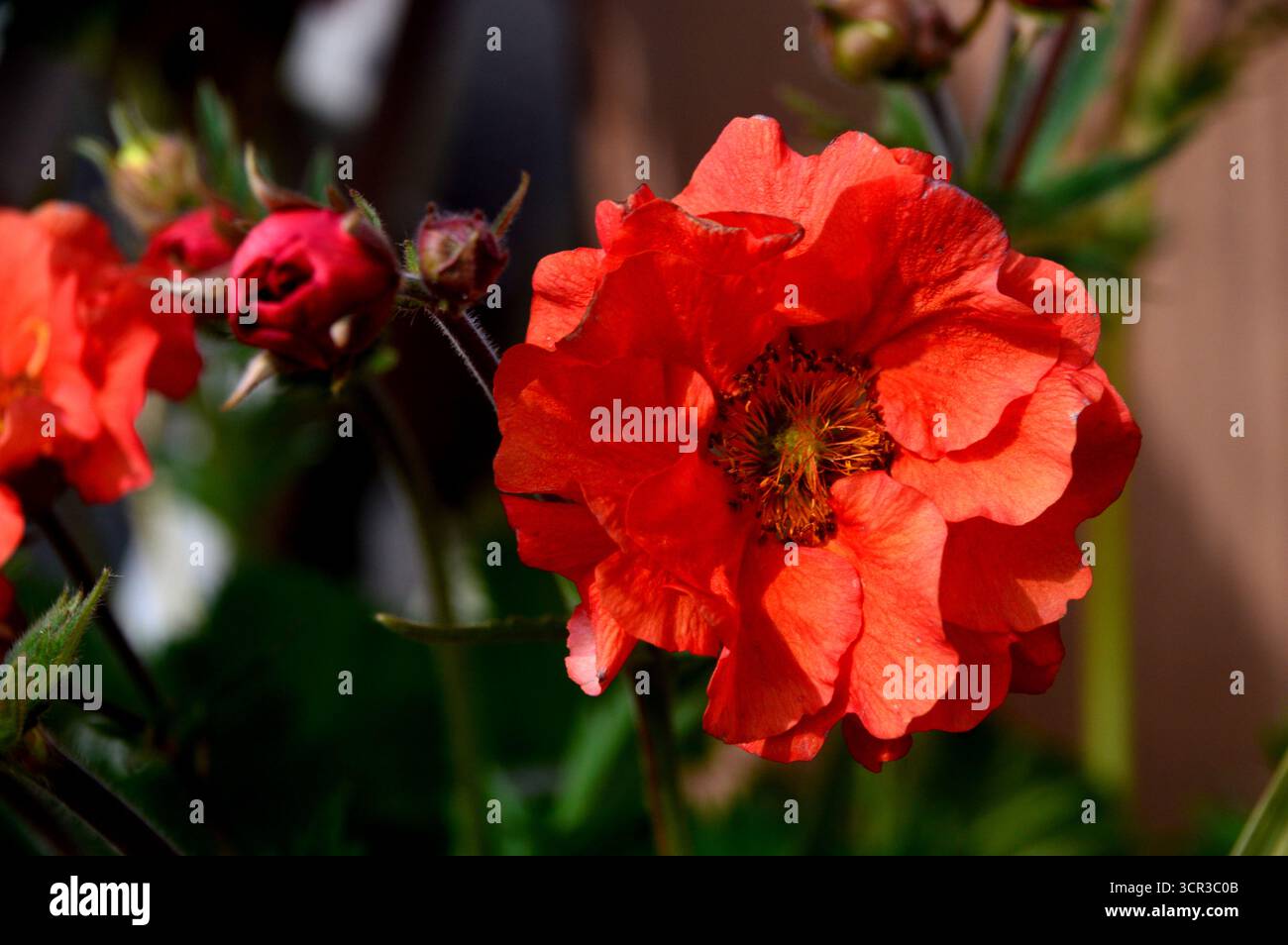 Single Orange/Red Geum „Scarlet Tempest“ (Avens) eine halbdoppelte Blume, die in den Borders im RHS Garden Harlow Carr, Harrogate, England, Großbritannien gezeigt wird. Stockfoto