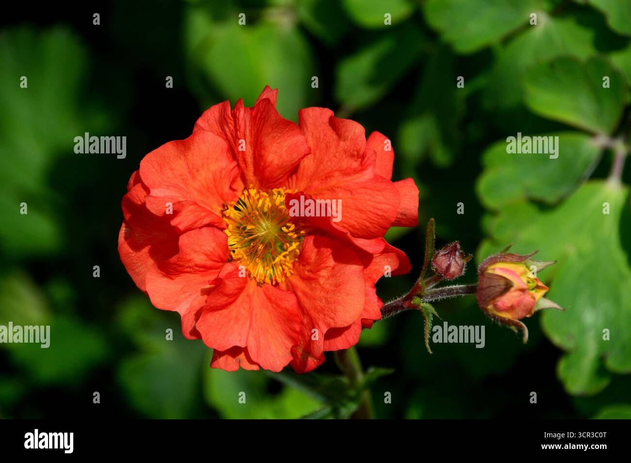 Single Orange/Red Geum „Scarlet Tempest“ (Avens) eine halbdoppelte Blume, die in den Borders im RHS Garden Harlow Carr, Harrogate, England, Großbritannien gezeigt wird. Stockfoto