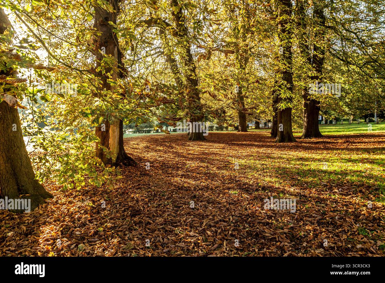 Northampton, Großbritannien, 29. September 2025. Britisches Wetter, herbstliche Atmosphäre am frühen Morgen im Abington Park. Quelle: Keith J Smith./Alamy Live Stockfoto