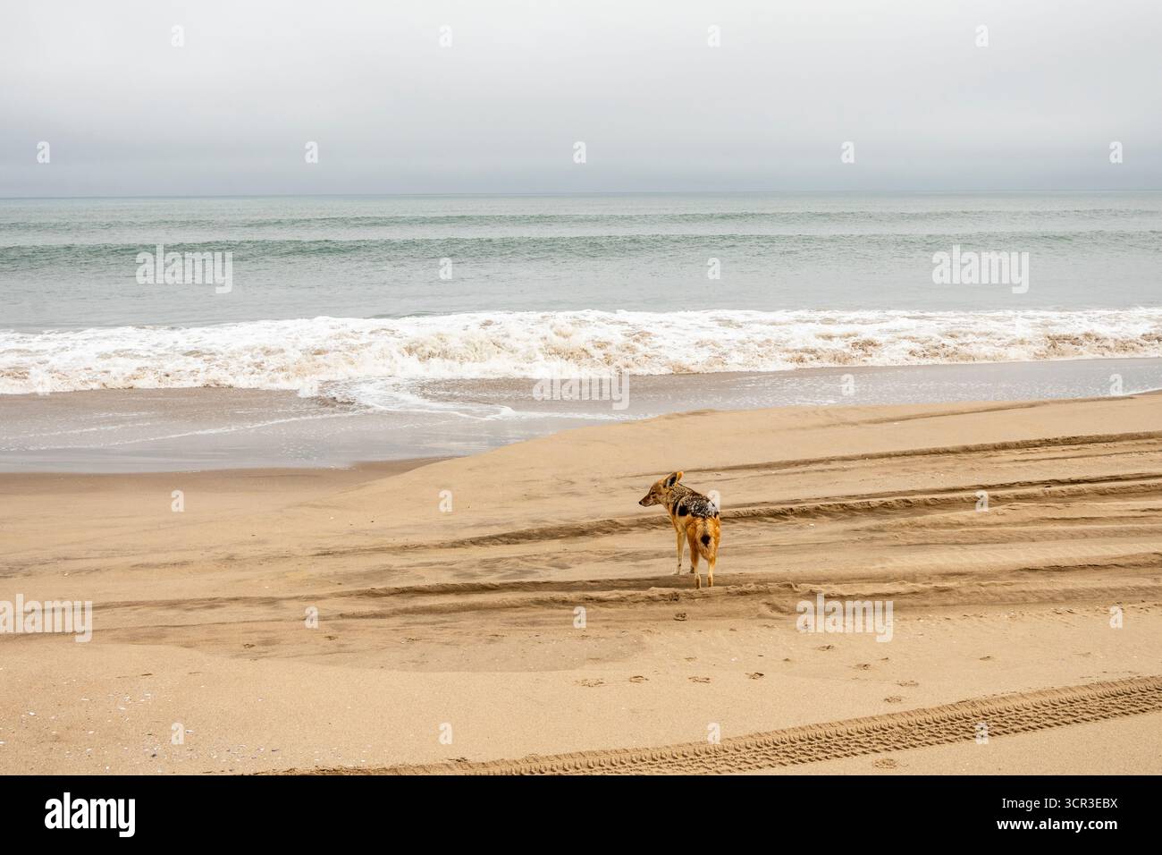 Kojotenwanderung entlang der Küste Namibias in der Nähe des Atlantischen Ozeans, umgeben von sandigen Küsten und zerklüfteter Küstenlandschaft. Stockfoto
