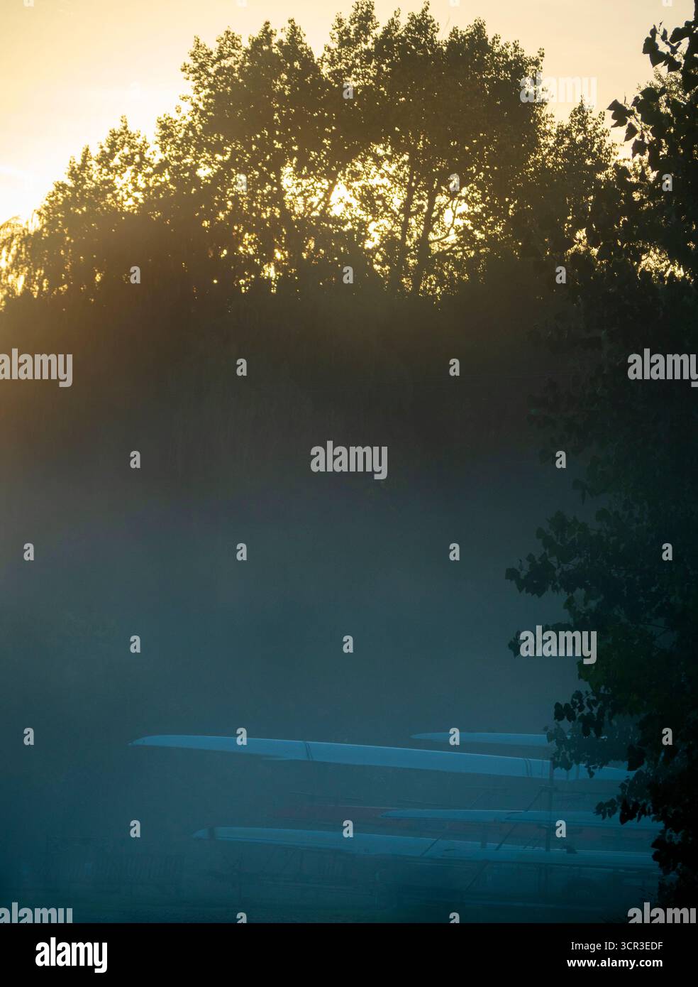 Nebelherbstsonnenaufgang, auf dem Weg zum Radley Boathouse und zur Themse. Das ist eine meiner liebsten Baumreihen, überall. Und es ist zufällig in meinem Heimatdorf Radley in Oxfordshire, England. Es liegt in der Nähe der Themse, anfällig für Überschwemmungen und auch für Nebel, der aus dem Fluss aufsteigt. Es sieht fast das ganze Jahr über hübsch aus - und vor allem hier an einem nebeligen, trüben Herbstmorgen, kurz nach Sonnenaufgang. Stockfoto