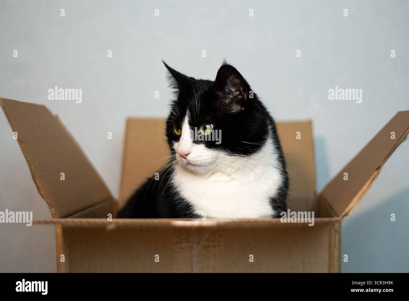 Die schelmische schwarz-weiße Katze blickt aus dem Lieferkarton, die Pfoten greifen die Kanten. Spielerische Neugierde junger Katzen im einfachen Haushalt. Stockfoto