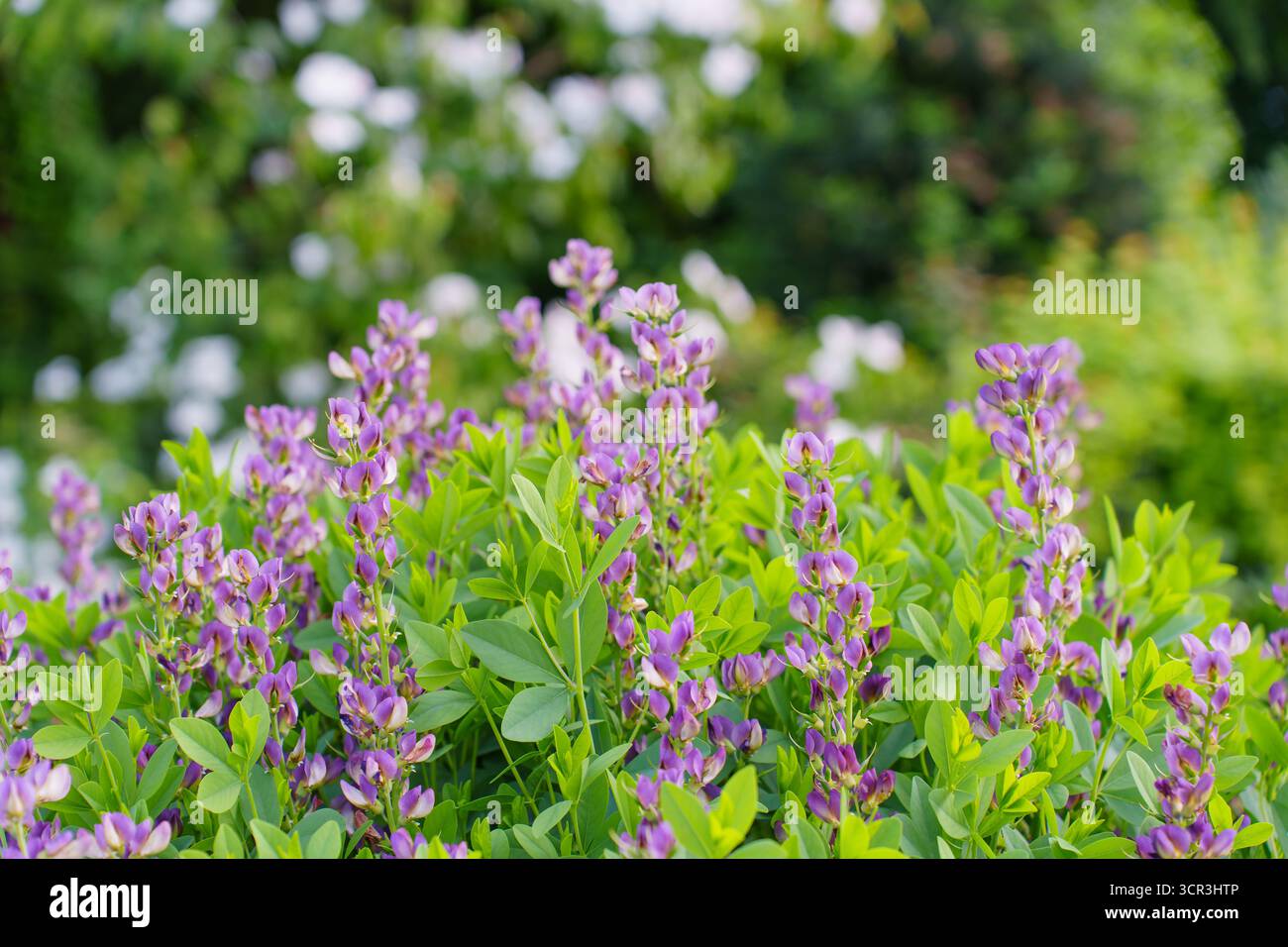 Farbenfrohe violette Wildblumen blühen umgeben von Grün im wunderschönen Rosenhoehe Park. Stockfoto