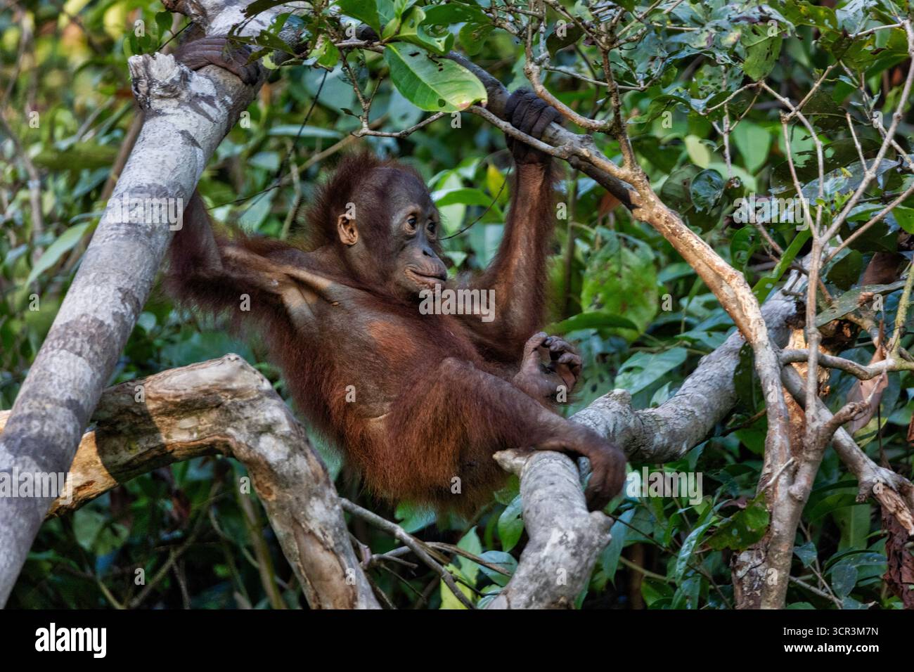 Orang-Utan im Tanjung Puting Nationalpark, Borneo, Indonesien, Asien Stockfoto