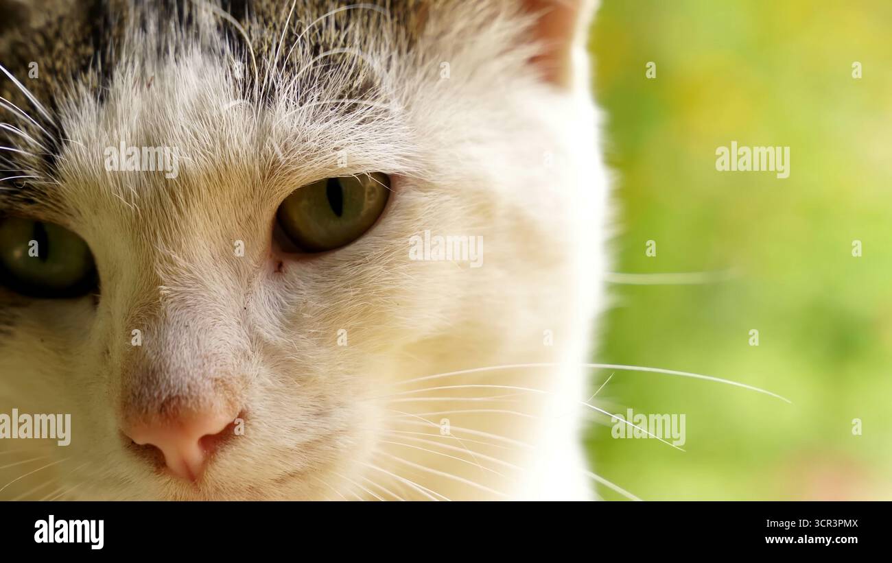 Atemberaubendes Vektordesign für Tierliebhaber, kreative YouTube-Video-Endbildvorlage, die Zuschauer anzieht, perfekt für Content-Ersteller und Vlogger Stockfoto