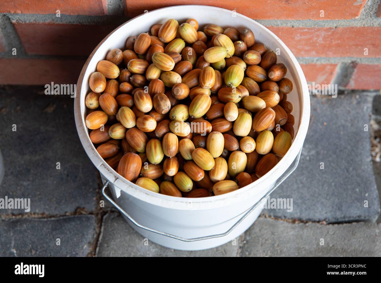 Ein weißer Eimer voller reifer Eicheln, Eichen-Quercus-Samen, bereit für die Aussaat eines Eichenwaldes. Stockfoto