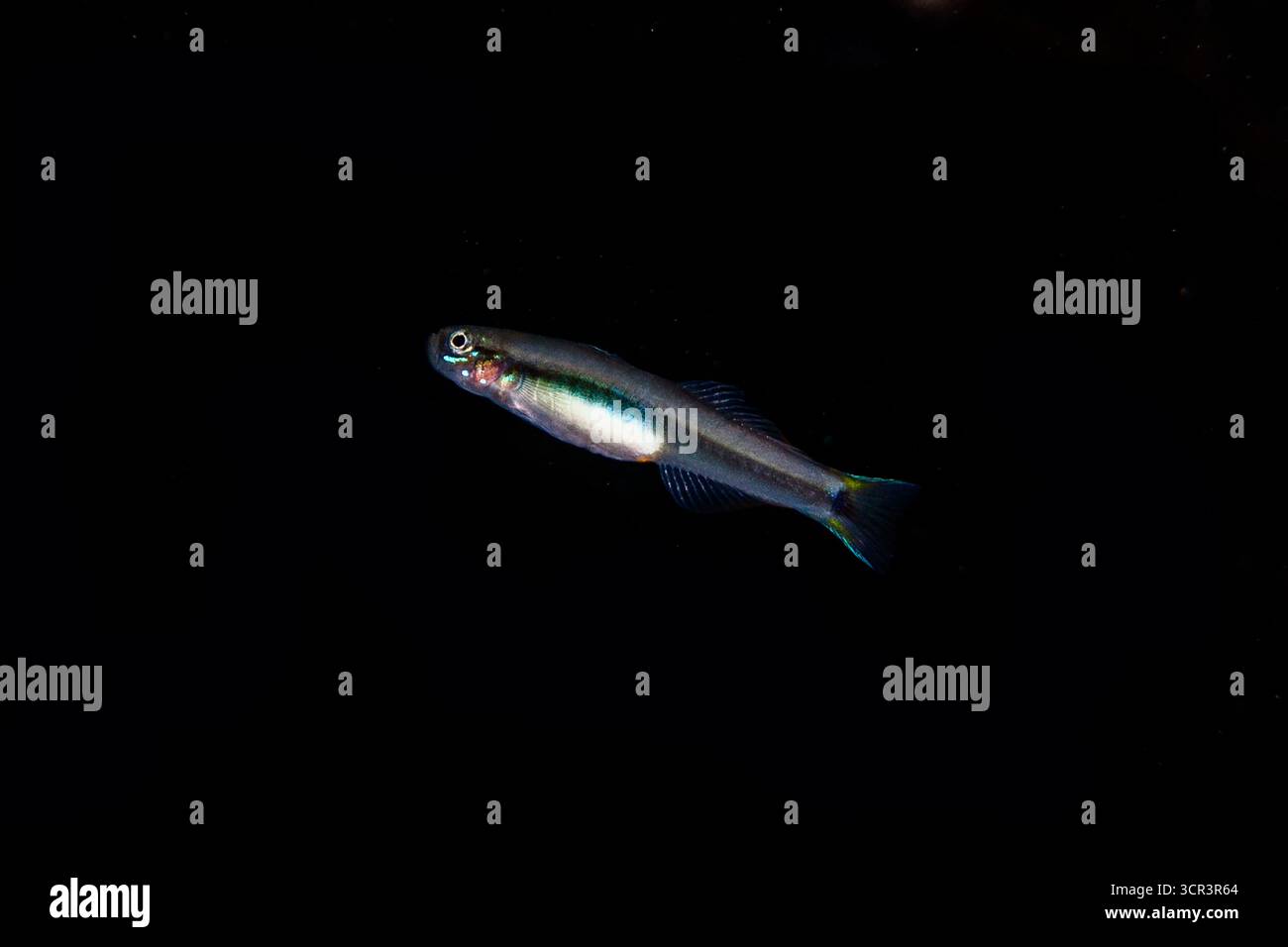 Philippinen Dartfish (Parioglossus philippinus), Tauchplatz Mangrove Ridge, Yanggefo Island, Dampier Strait, Raja Ampat, West Papua, Indonesien Stockfoto