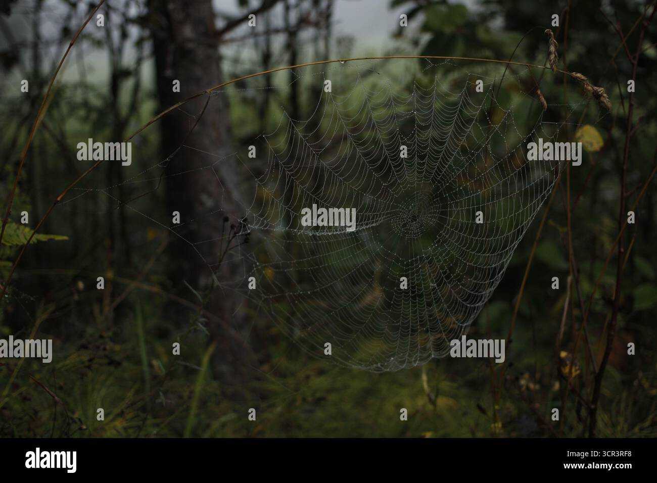 Ein Spinnennetz im Wald an einem taufrischen Herbstmorgen. Stockfoto